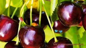 Черешня обыкновенная Тютчевка (tiutchevka) ? Тютчевка обзор: как сажать, саженцы черешни Тютчевка