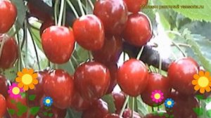 Черешня Витязь. Краткий обзор, описание характеристик, где купить саженцы prunus avium Vityaz