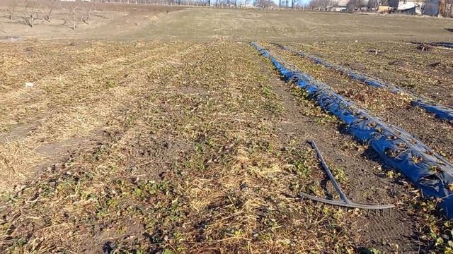 обработка клубники от молодого клеща и кладки плюс подкормка смотреть онлайн