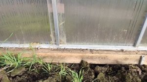 Наша новая теплица из поликарбоната. Как помыть теплицу от зелени