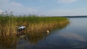 Лис купается в Селигере