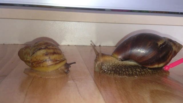 ?Отличие: Ахатина vs Архахатина!!!?