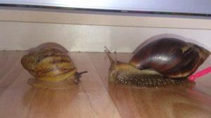 ?Отличие: Ахатина vs Архахатина!!!?