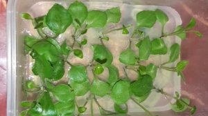 Растения Джинура,клубника Азия
