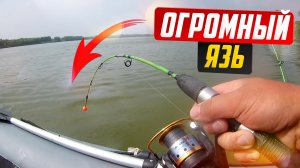 Огромный ЯЗЬ. Где такие ловятся?