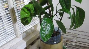 Мандарин Шива Микан подключение теплых полов  Mandarin Shiva Mikan connection of warm floors
