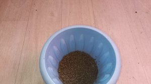 Черви в замиокулькасе - еще одна причина почему нет роста, как избавиться от вредителей, 2 средства