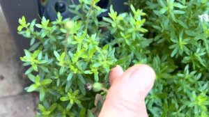 Голубые ромашки, ещё называют голубая или корейская маргаритка, Фелиция , синие-желтый цветок!