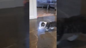 избавление котят от вшей средством от паразитов