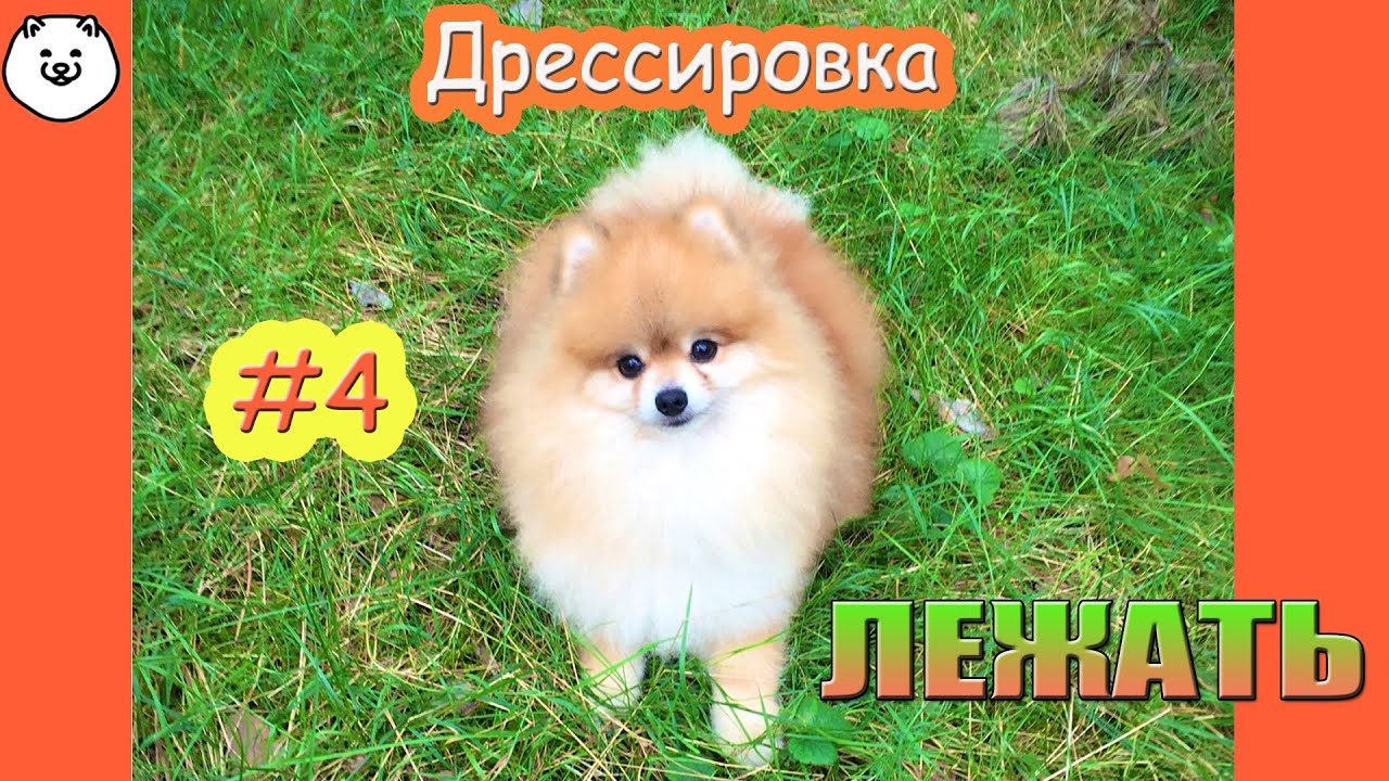 КАК НАУЧИТЬ ЩЕНКА КОМАНДЕ ЛЕЖАТЬ смотреть онлайн