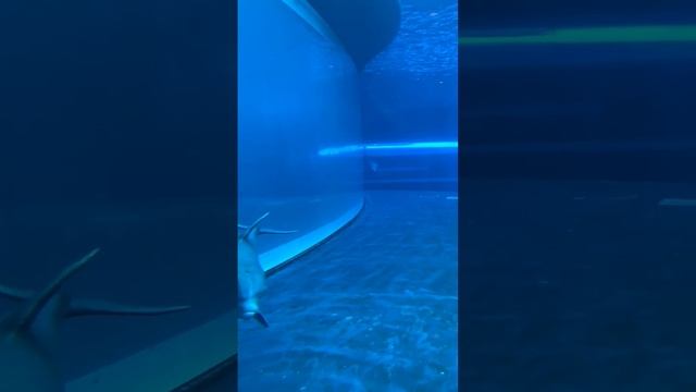 В Японии едят дельфинов short #shorts смотреть онлайн