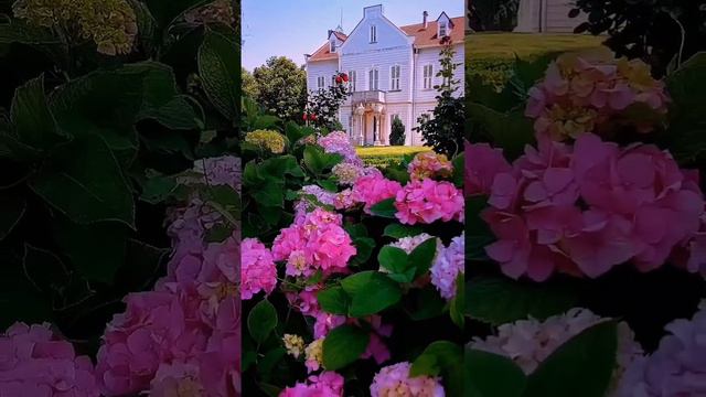 #turkey #hydrangeas #beautiful #garden #hortensia #гортензия #ortanca#hydrangea #macrophylla#flower