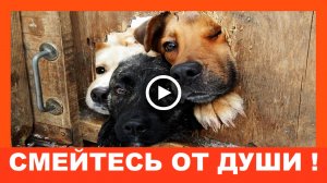 СМЕЙТЕСЬ от ДУШИ! А кот молча наделал всем в тапки....mp4