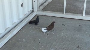 Николаевские голуби г.Тюмень показ молодежи жуки, красные белохвостые, рыжие белохвостые и серые