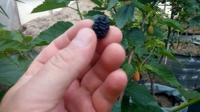 Низкорослая шелковица Gerardi Dwarf в контейнере смотреть онлайн