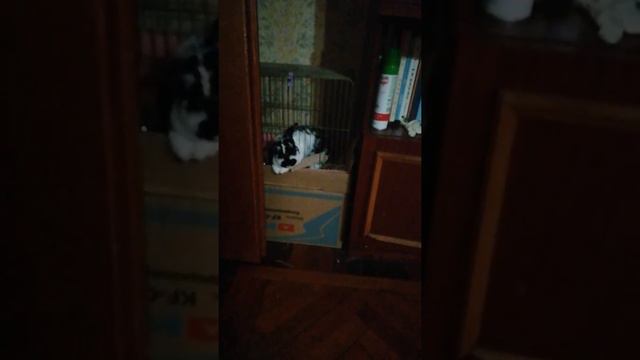 Vlog.Наш король, очень странно кушает!!!#марлик#забавныеживотные#домашниелюбимцы