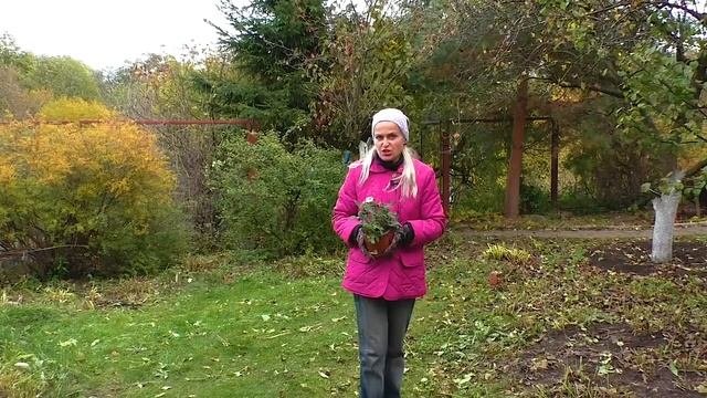 Саженцы осенью. Как посадить саженцы поздней осенью. 100% приживаемость саженцев.