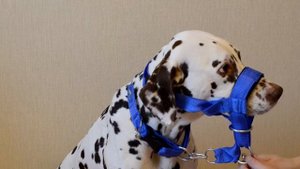 Недоуздок- ХАЛТИ (Halti)