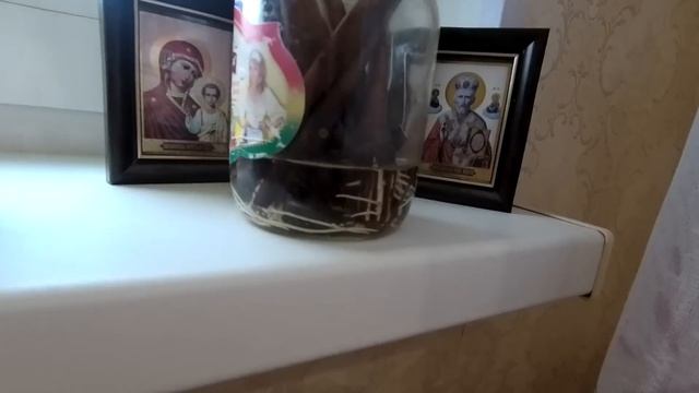 ??Корни пошли, "НО". Саженцы винограда в апреле. Виноград Беларуси.