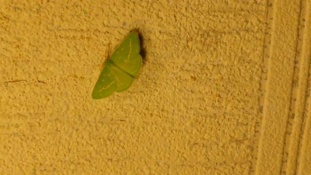 Бабочка зелёная смотреть онлайн