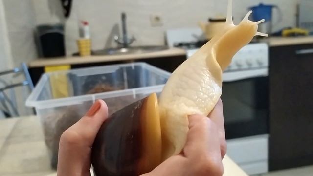 Гигантские улитки ахатина. Необычные питомцы. смотреть онлайн