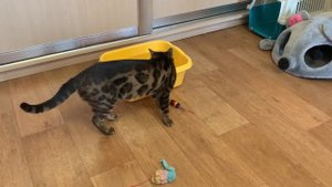 Бенгальский кот ?? купает свои игрушки ? bengal cat