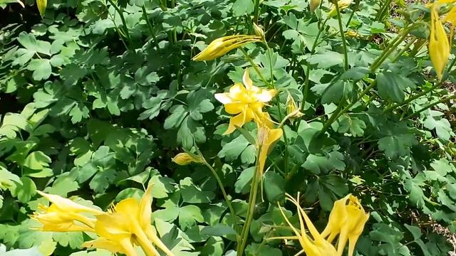 Aquilegia Chrysantha 'Yellow Queen' Golden Columbine смотреть онлайн