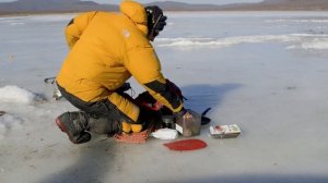 Зимняя рыбалка в б. Южная, Приморский Край. 16.01.2024. Ловим, готовим и едим навагу.