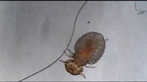 Власоед собаки.Ветеринарная клиника "Айболит" Евпаторя