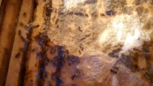 Оздоровительная подкормка с чесноком и хвоёй для пчёл. 23.04.20. ПЧЕЛОВОДСТВО С НУЛЯ. КАК Я ЭТО ВИЖ