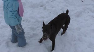 ВЛОГ Гуляем с собачкой  Vlogs Walk with a dog