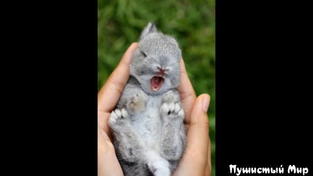 САМЫЕ МИЛЫЕ И ЗАБАВНЫЕ ЖИВОТНЫЕ #1 смотреть онлайн