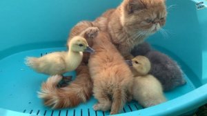 Will a mom cat feed ducklings like her kittens?