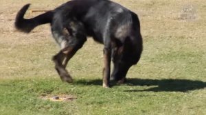 Taking Care of Business - Is your dog marking or peeing?