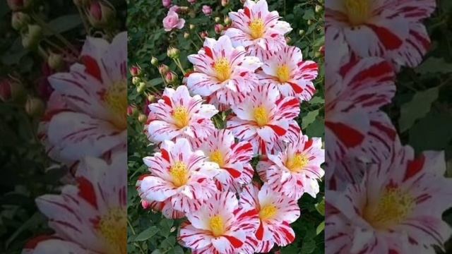 14 декабря 2022 г. смотреть онлайн