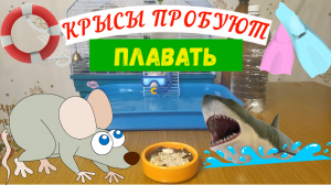 КРЫСЫ ПРОБУЮТ ПЛАВАТЬ | БОЯТСЯ ЛИ КРЫСЫ ВОДЫ