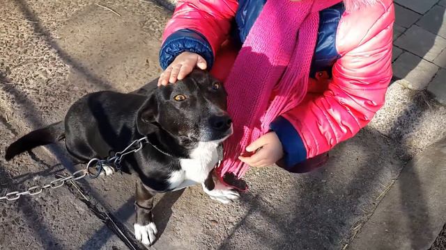 Прогулка и знакомство с моим песиком Джесиком! смотреть онлайн