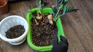 ЗАМИОКУЛЬКАС RAVEN (ЧЕРНЫЙ) УХОД И ПЕРЕСАДКА, правильный грунт,  4 удобрения чтобы активно рос
