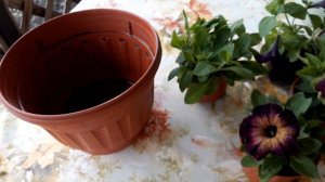 Посадка петунии  в маленькое кашпо.