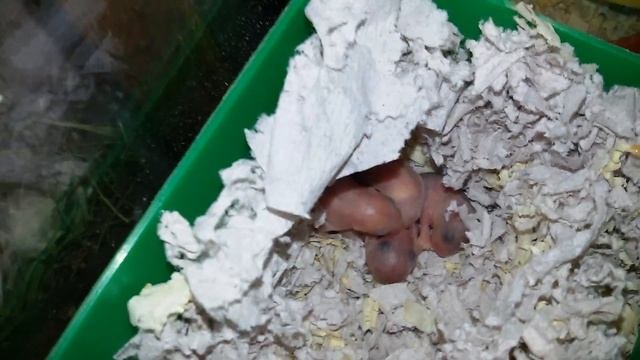 новонароджені хомяки - новорожденные хомяки,джунгарські - джунгарские хомячки ?