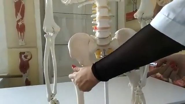 РАЗМЕРЫ БОЛЬШОГО ТАЗА