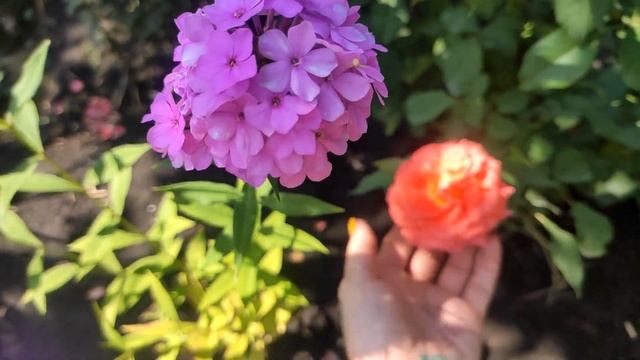 Обзор ЦВЕТОВ на Начало АВГУСТА / МНОГОЛЕТНИКИ смотреть онлайн