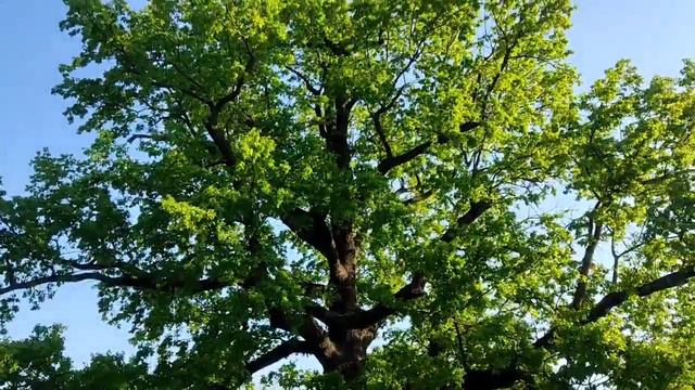 Херсон Вековой дуб 13.05.22 смотреть онлайн