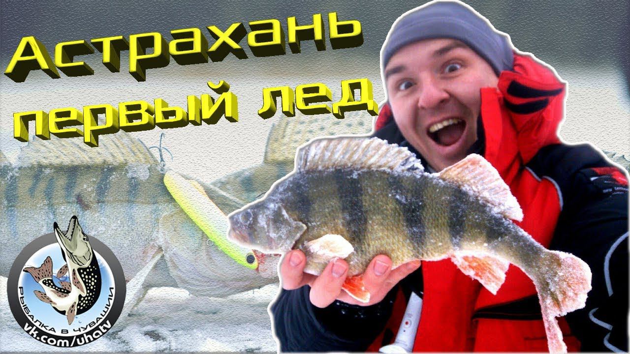 Астрахань первый лед. Окунь по первому льду. Судак,берш на ратлины