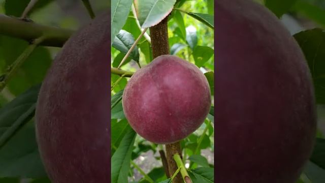 Персик Шугар Тайм.Ранний.Подвой Бест.Французская ось. смотреть онлайн