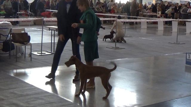 Щенки смотреть онлайн