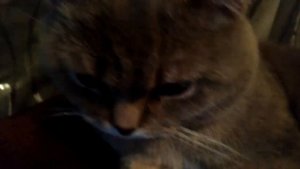 Самый тупой Клип ПРО КОТА ( Приколы, Юмор, Ржач ) VivaVideo