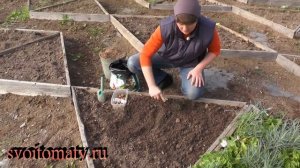 Посадка луковичных цветов под зиму