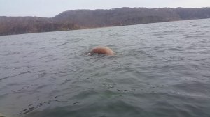 Встреча с огромным моржом