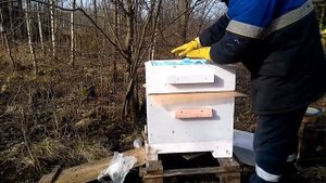 Зимовка в ульях из пеноплекса результат весенний осмотр